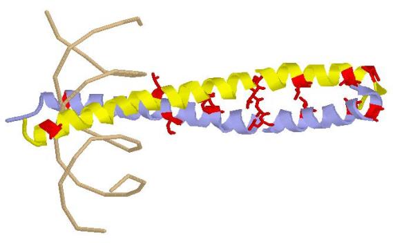 GCN4 leucine zipper with leucines colored