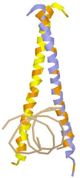 GCN4 leucine zipper with lysines and arginines colored